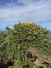 Ulex