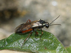 Aglaostigma aucupariae