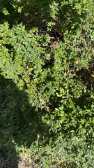 Buxus microphylla