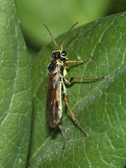 Aglaostigma fulvipes