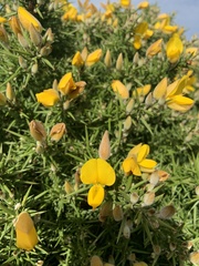 Ulex