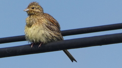 Emberiza cirlus