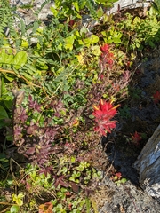 Castilleja miniata dixonii