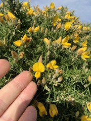 Ulex