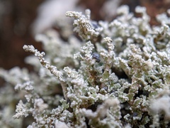 Stereocaulon vesuvianum