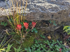 Castilleja miniata dixonii