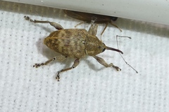 Curculio venosus