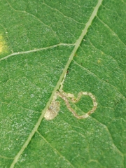 Stigmella