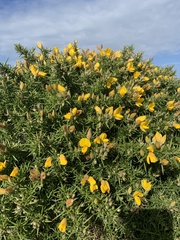 Ulex
