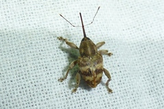 Curculio venosus