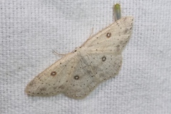 Cyclophora albipunctata
