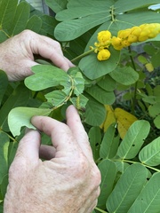 Phoebis philea