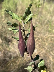 Asclepias viridiflora