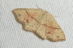 Cyclophora punctaria