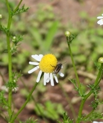 Matricaria chamomilla
