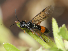 Allantus calceatus