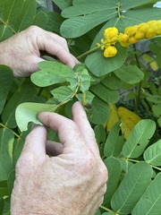 Phoebis philea