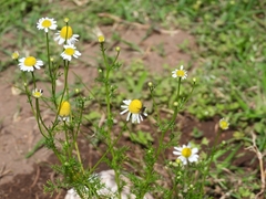 Matricaria chamomilla