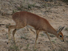 Raphicerus campestris campestris