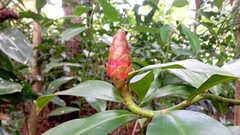 Costus pulverulentus