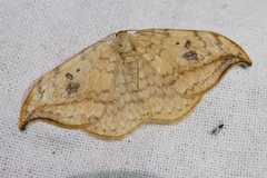 Drepana falcataria