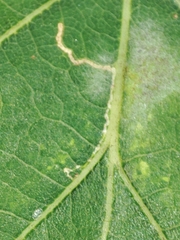 Stigmella