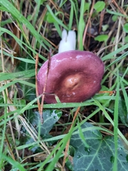 Russula caerulea