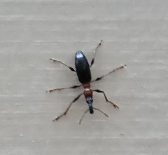 Cylas formicarius