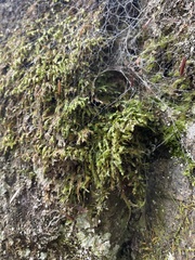Homalia trichomanoides