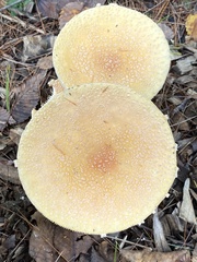 Amanita wellsii