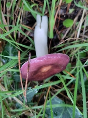 Russula caerulea