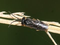 Nematinae