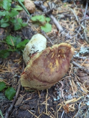 Boletus smithii