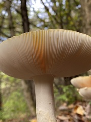 Amanita wellsii