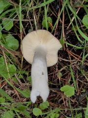 Russula caerulea