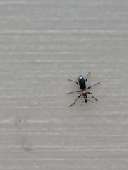 Cylas formicarius