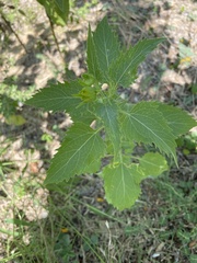 Ageratina havanensis