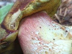 Boletus smithii