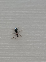 Cylas formicarius