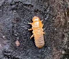 Monocesta coryli