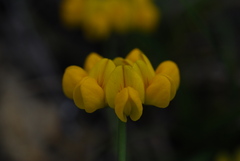 Coronilla minima