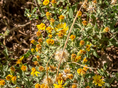 Heterotheca hirsutissima