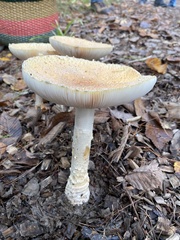 Amanita wellsii