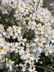 Chaenostoma cordatum