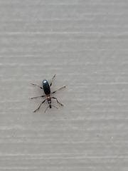 Cylas formicarius