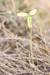 Albuca