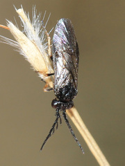 Cladius pectinicornis