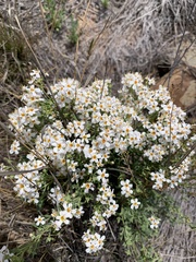 Chaenostoma cordatum