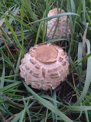 Chlorophyllum