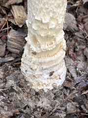 Amanita wellsii
